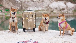 gdzie na wielkanoc z psem